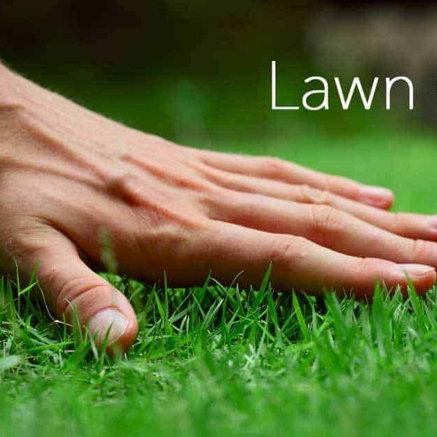Top tips before sowing lawn seed
