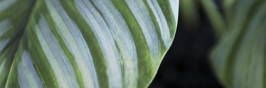 Artificial Plants For Your Home