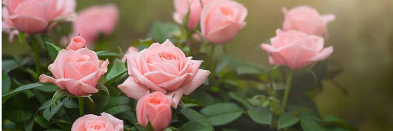 Patio Rose