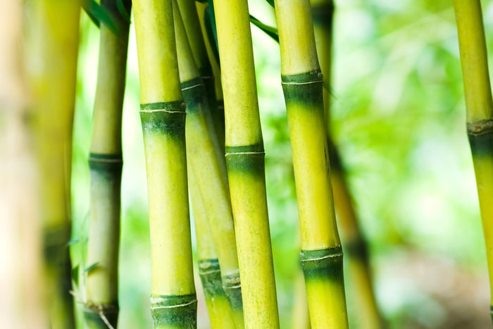 Bamboos