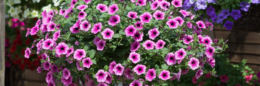 Hanging Baskets and Brackets
