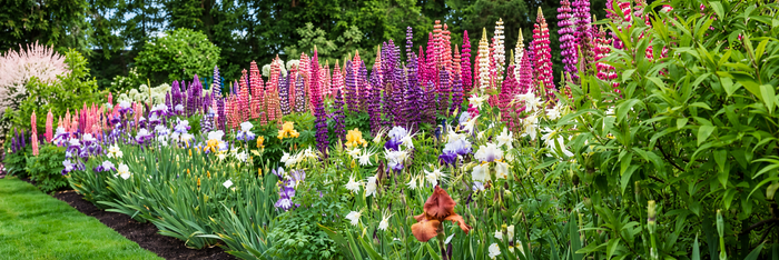Plants For Cottage Garden