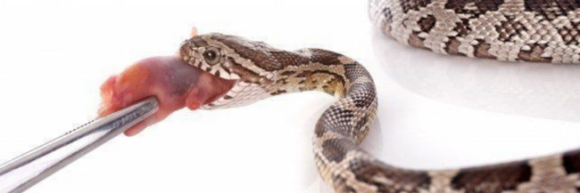 Reptile Feeding Tools