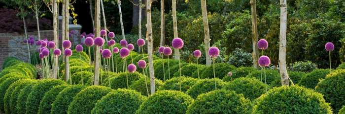 Modern garden