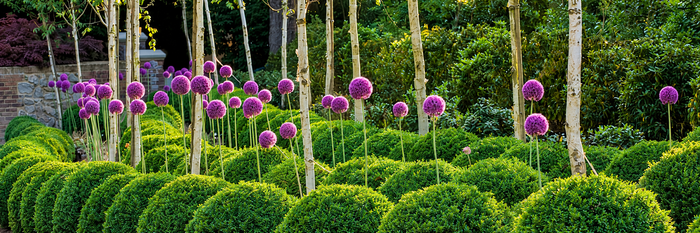 Plants For Modern Look