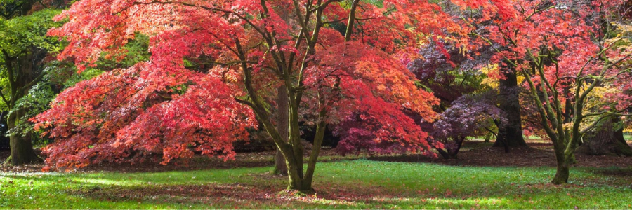 Trees Suitable For Large Gardens