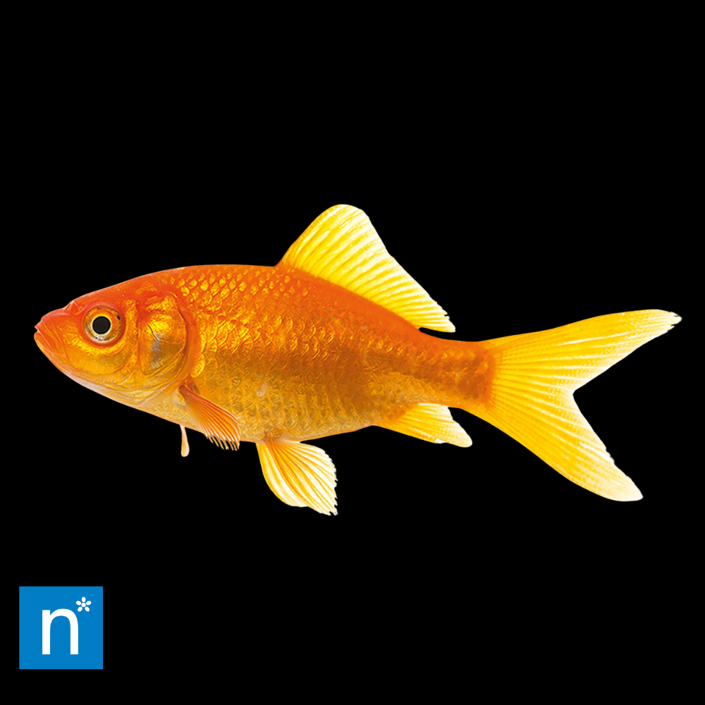 Explore Our Goldfish