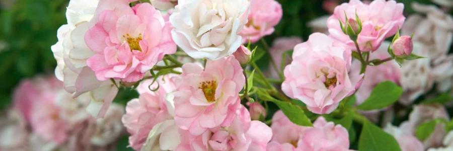 Ground Cover Roses