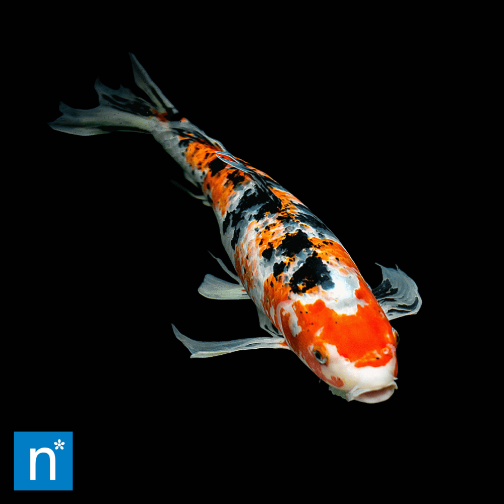 Explore Our Pond Fish