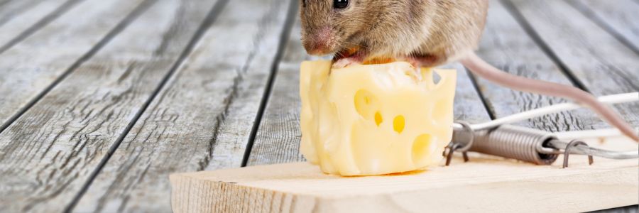 Rat and Mouse Traps