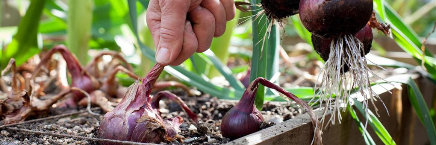 Vegetable Bulbs