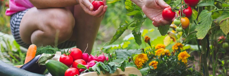 Organic Gardening Products