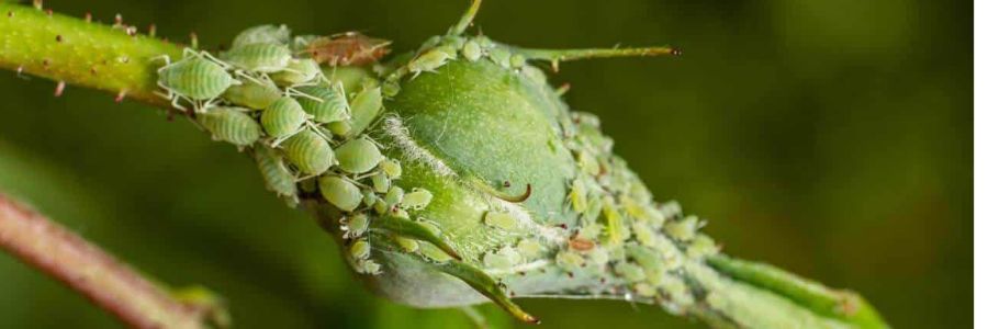 Aphid and Mildew Control