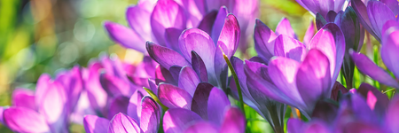 Plants For Spring Colour