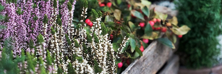 Plants for Winter Colour