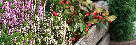 Plants for Winter Colour