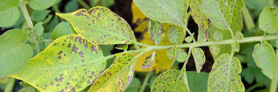 Potato Blight Control