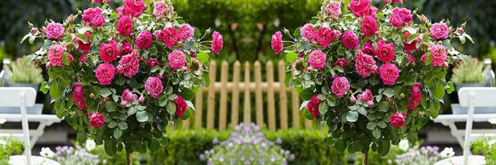 Standard Rose