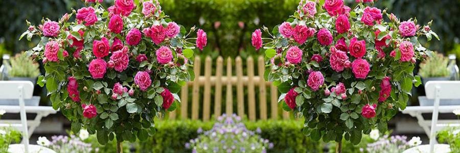 Standard Rose