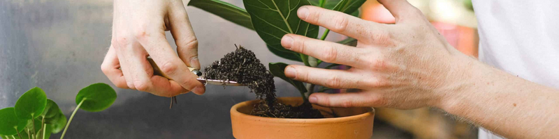 Indoor Compost