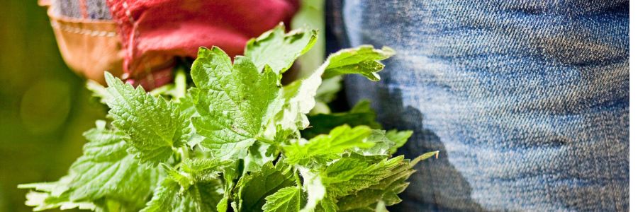 Weed Control For Bambles & Nettles