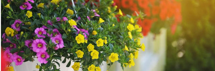 Bedding plants