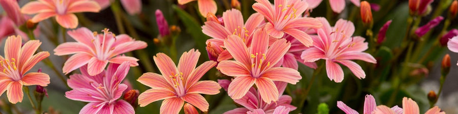 Alpines