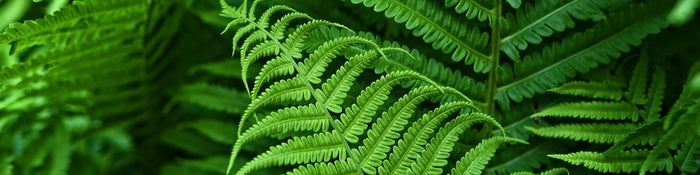 Ferns for outdoor shade