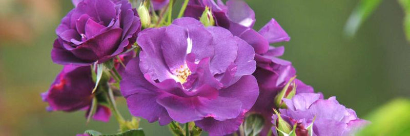 Floribunda Rose