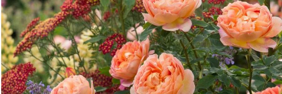 David Austin Fragrant Roses