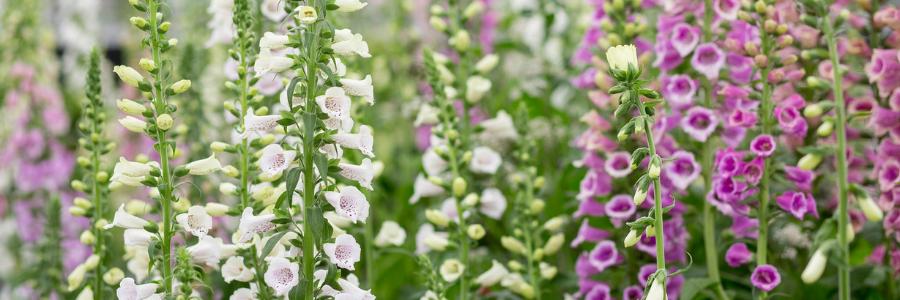 Herbaceous