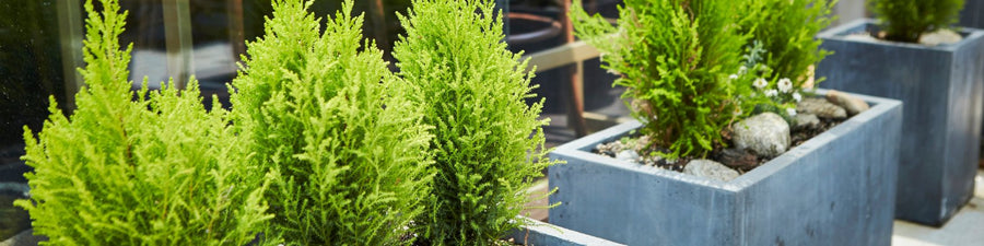 Planted Planters & Troughs