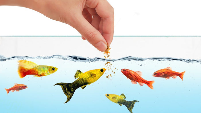 Fish Food