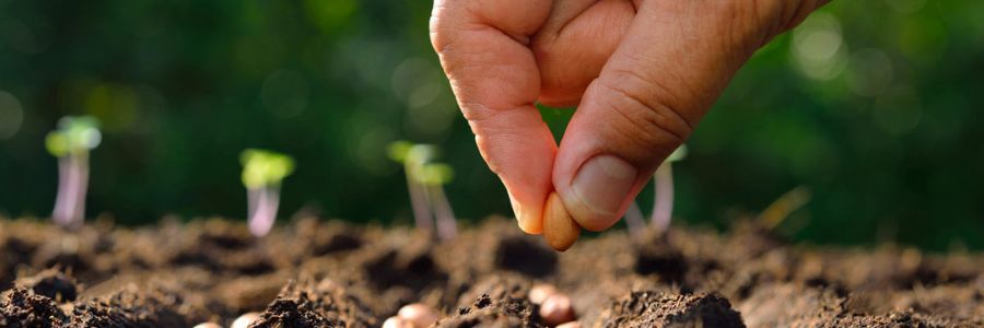 Propagation and Accessories