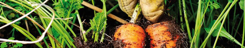 Compost