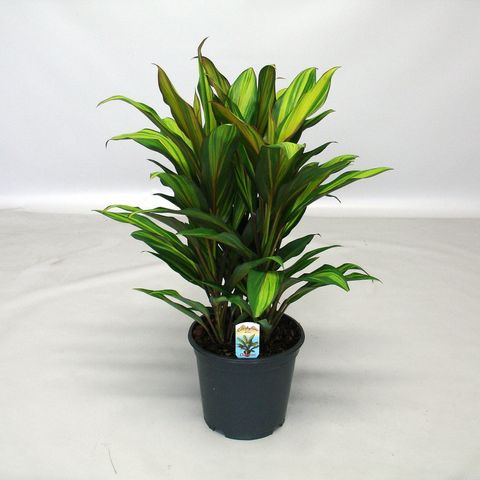 Cordyline Fruticosa 'Kiwi' | Good Luck Plant (P12)