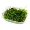 Taxiphyllum barbieri 'Bogor Moss' 1-2 Grow