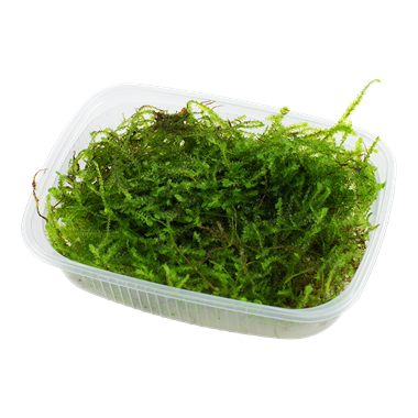 Taxiphyllum barbieri 'Bogor Moss' 1-2 Grow