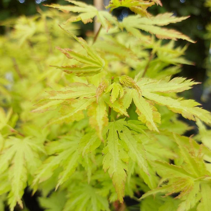 Acer palmatum 'Anne Irene' | Japanese Maple 3 litre