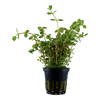 Rotala Rotundifolia 033