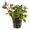 Ludwigia Repens Rubin 033D