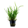 Microsorum pteropus Trident 008G