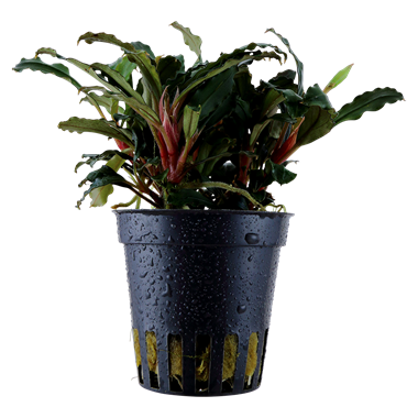 Bucephalandra Sp Red Potted 139A