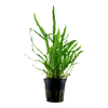 Microsorum Pteropus 'Narrow' Potted