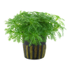 Hottonia Palustris 027