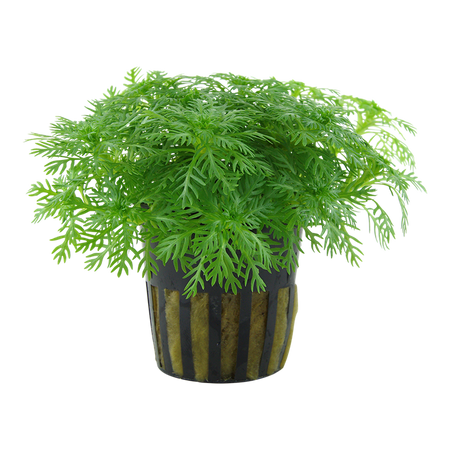 Hottonia Palustris 027