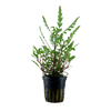 Hygrophila pinnatifida Potted