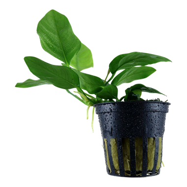 Anubias barteri var.'nana' 101