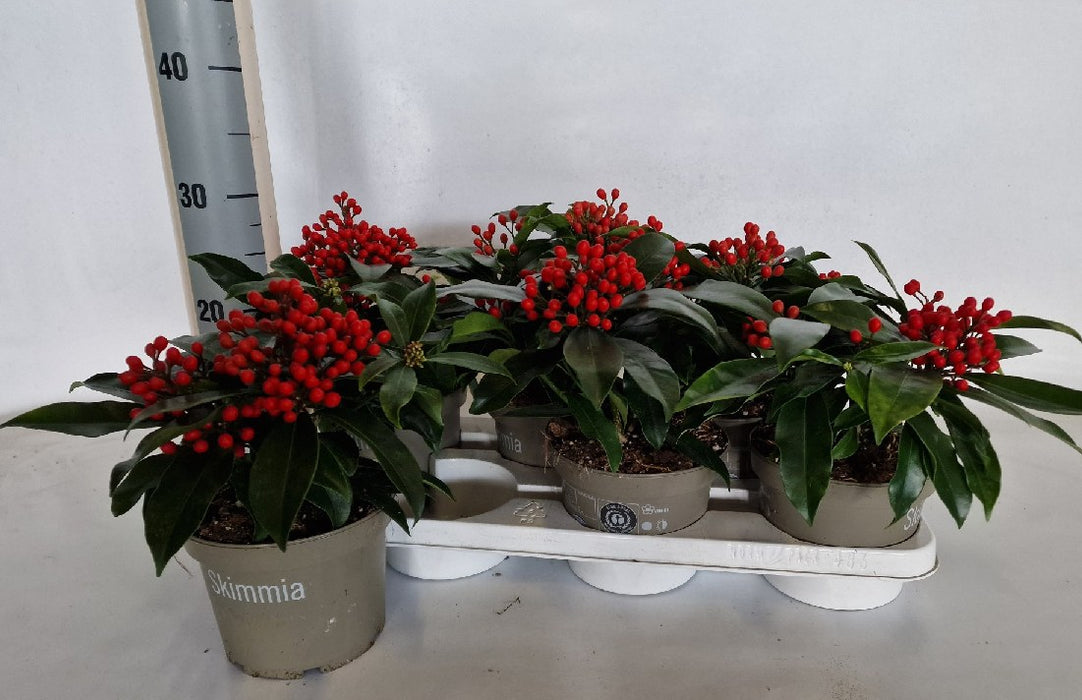 Skimmia Reevesiana with Berries (1.5 Litre)