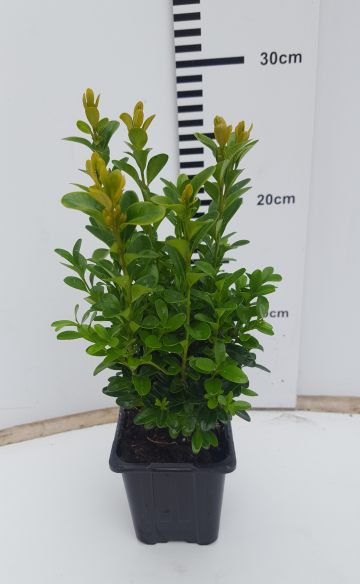 Buxus sempervirens P8